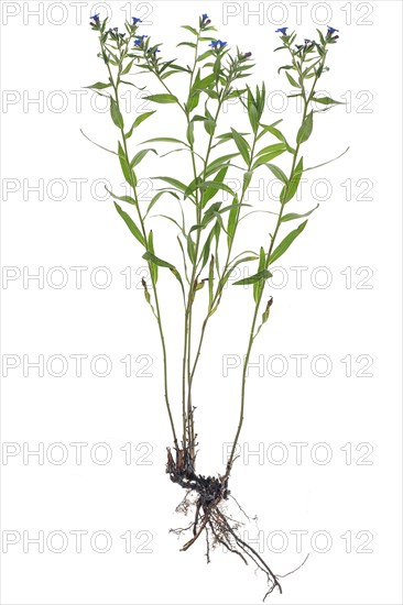 Flowers of a blue-red stone seed