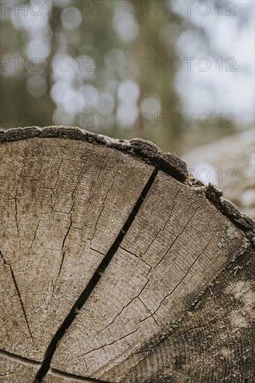 Woodpile