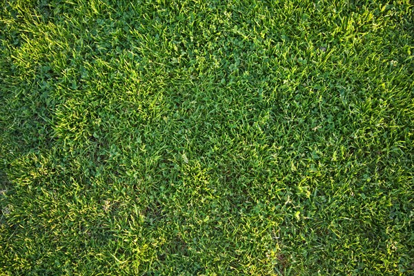 Beautiful green grass background texture in the afternoon sun