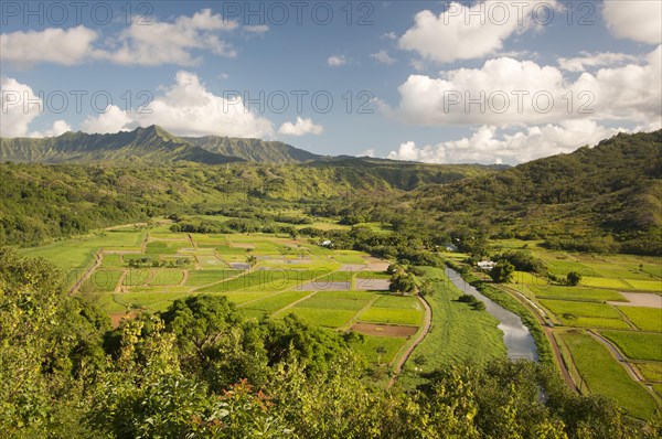 Hanalei valley and taro fields on kauai