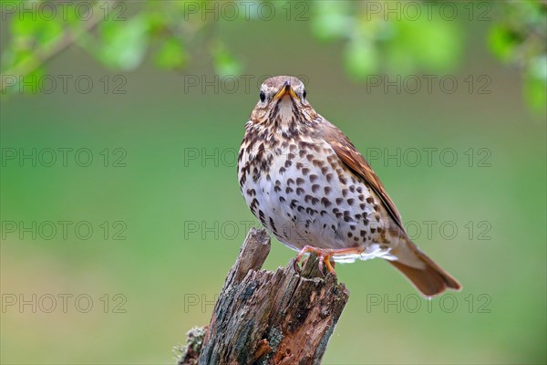 Song thrush