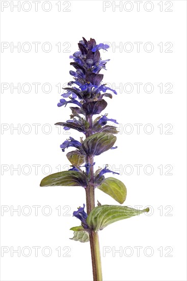 Flower of creeping bugle