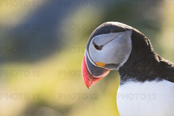 Puffin