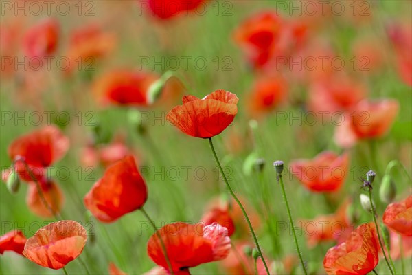 Poppies