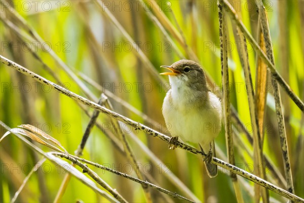 Reed warbler