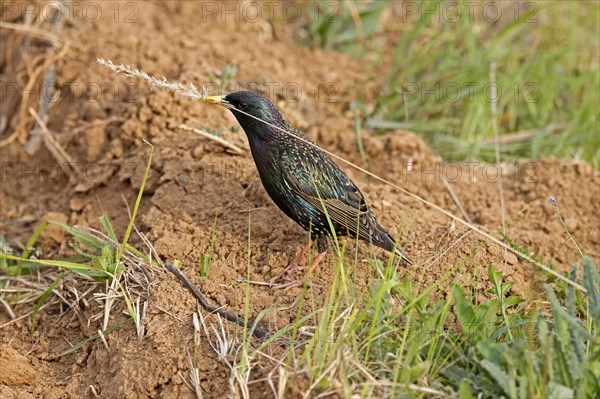 Starling