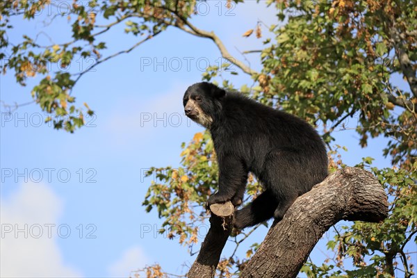 Spectacled bear