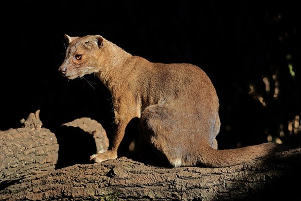 Fossa