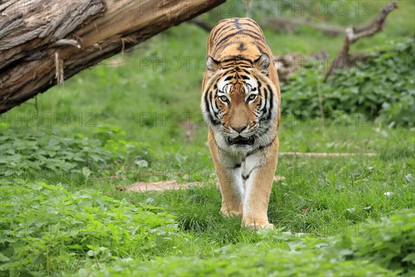 Siberian tiger