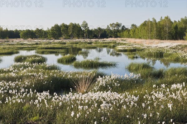 Cotton grass