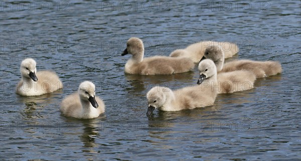 Mute swans