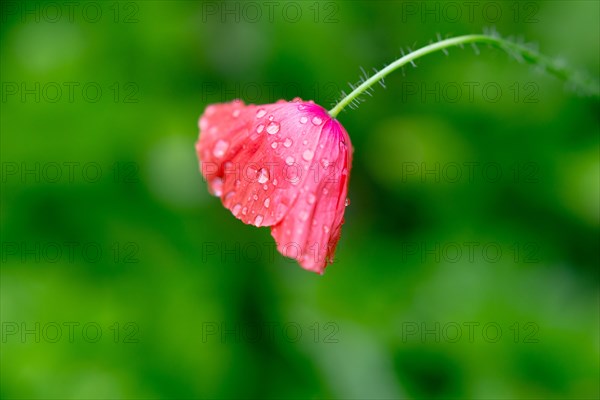 Poppy flower