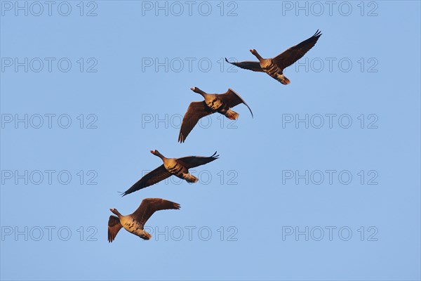 Greater white-fronted goose