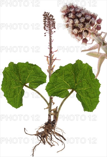 Red common butterbur