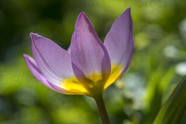 Wild tulip