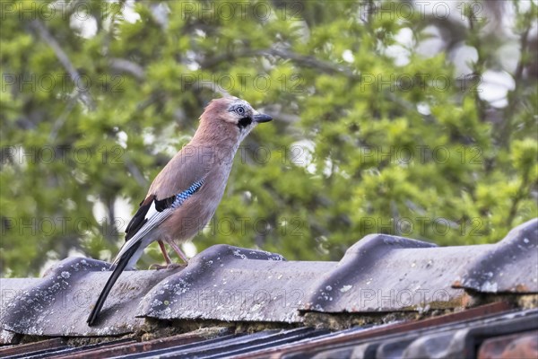 Eurasian jay