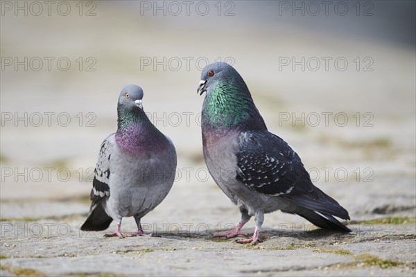 Feral pigeons