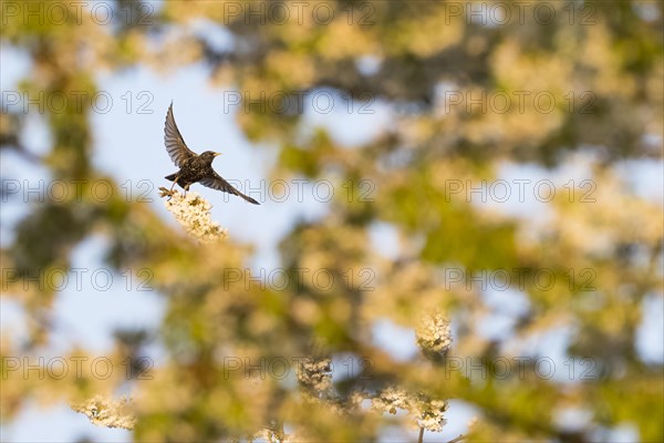 Starling