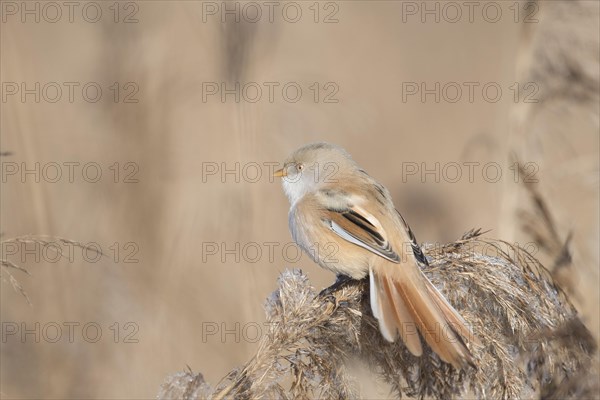 Bearded reedling