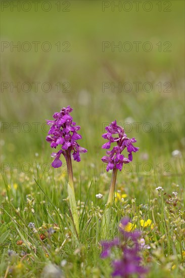 Green-winged orchid