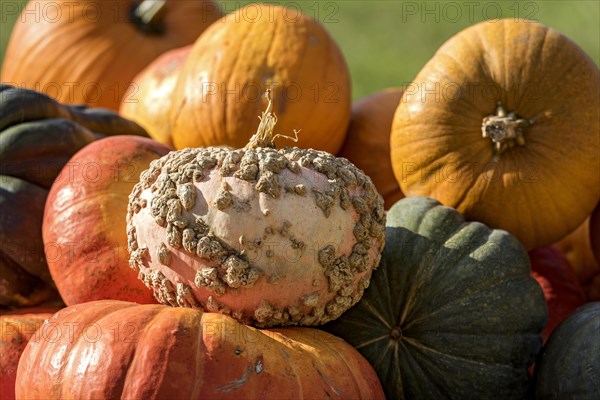 Pumpkins