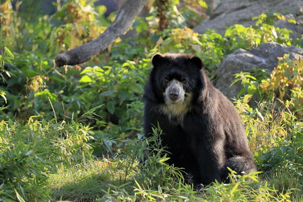 Spectacled bear