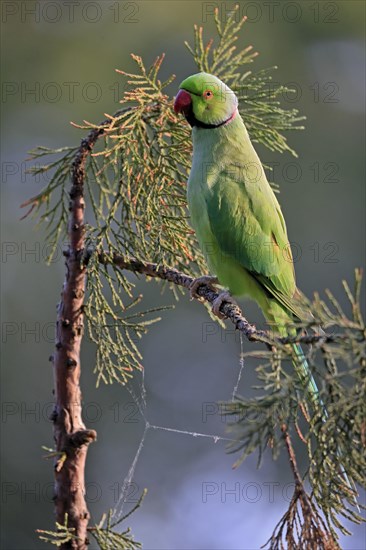 Rose-ringed parakeet