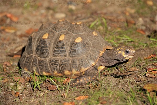 Red-footed tortoise