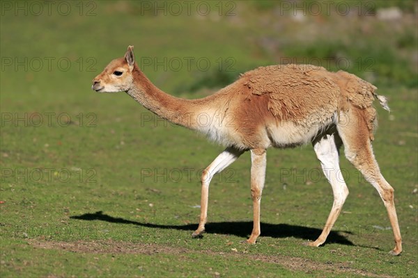 Vicuna