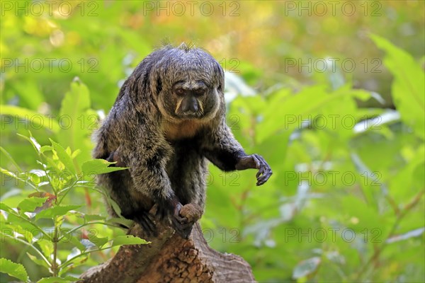 White-faced saki