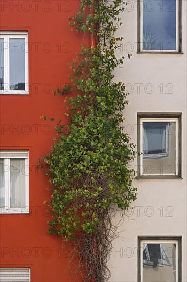 Lonicera acuminata