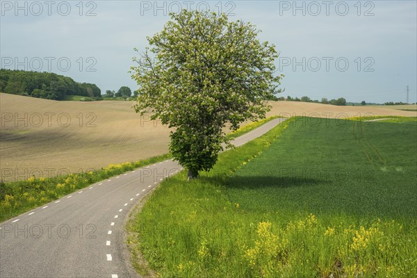 Flowering chestnut tree at curvy country road among farming fields at Baldringe