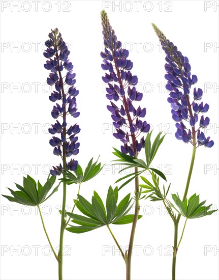 Lupins