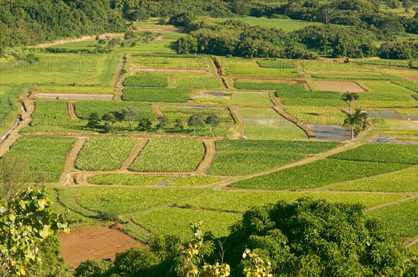 Hanalei valley and taro fields on kauai