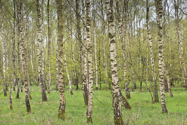 Birch forest