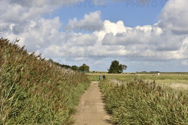 Reed and salt marshes on the Wadden Sea