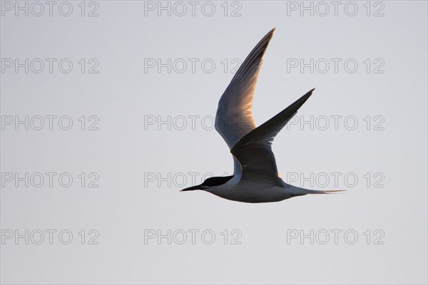 Sandwich Tern