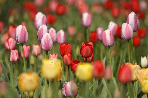 Tulips bloom