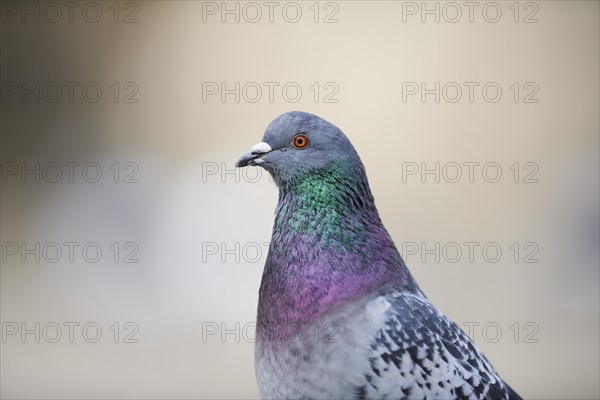 Feral pigeons