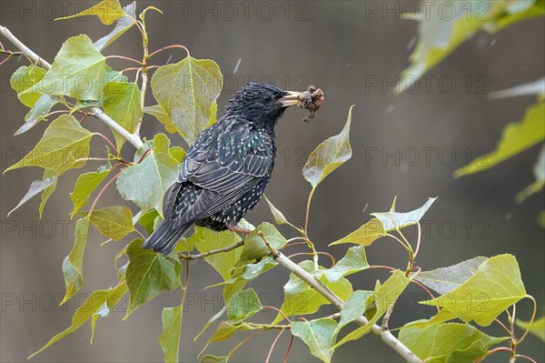 Starling