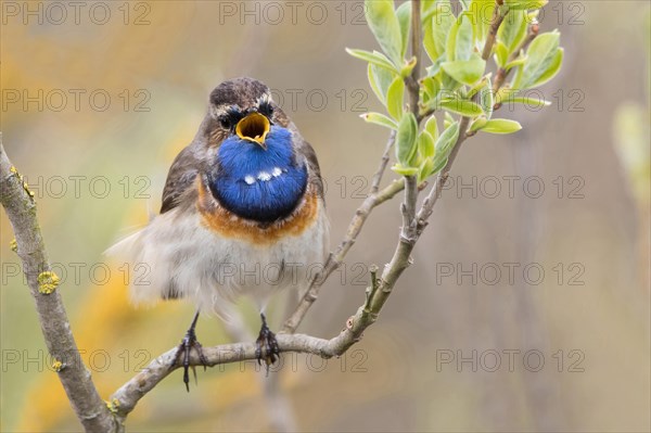 Bluethroat