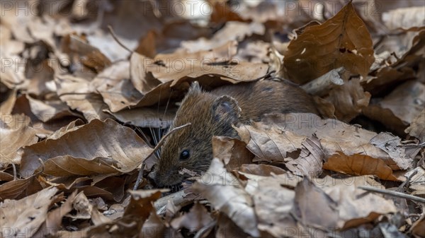 Bank vole