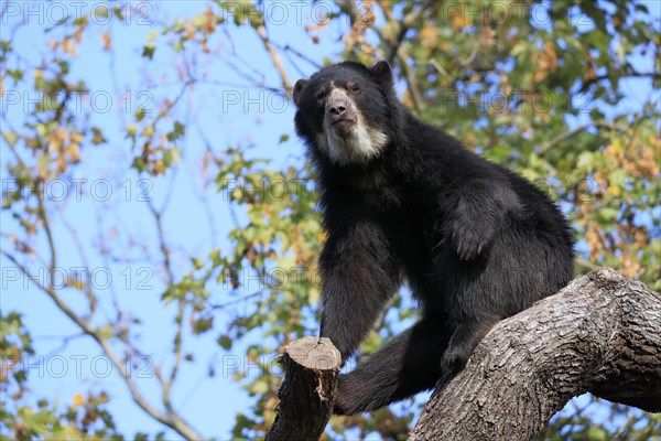 Spectacled bear