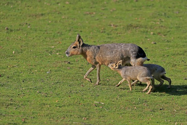 Patagonian Mara