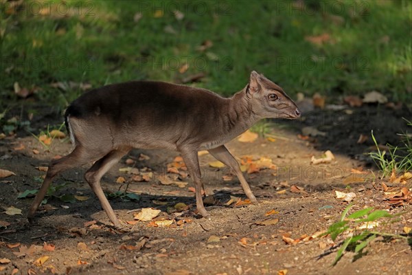 Congo blue duiker