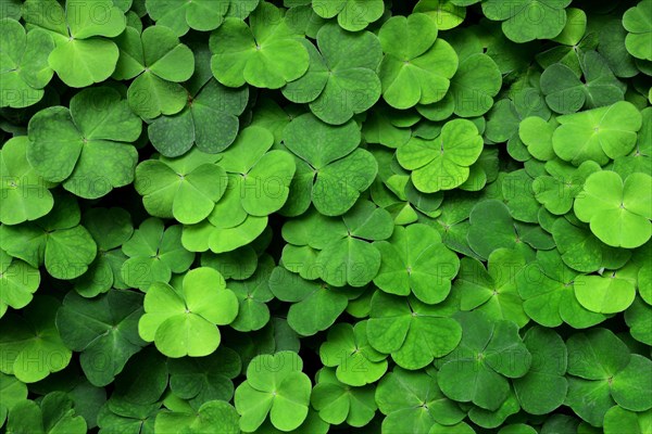 Wood sorrel