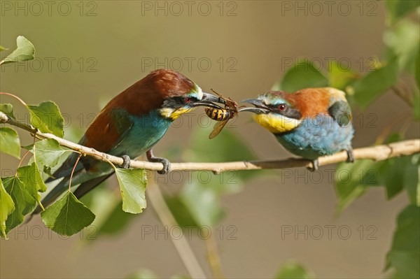 Bee-eater