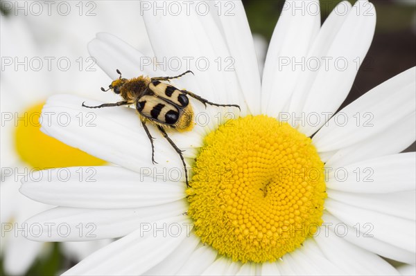 Bee beetle