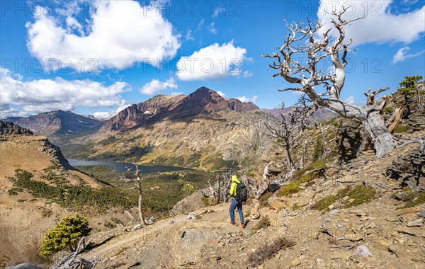 Hiker between dead trees