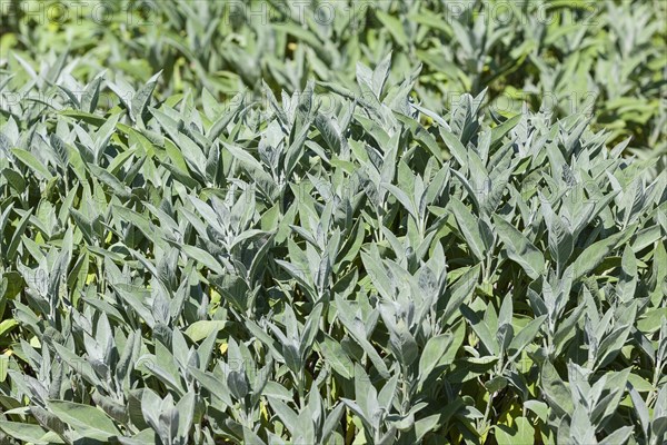 Cultivation of sage